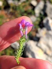 Linaria alpina