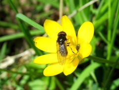 Cheilosia bergenstammi