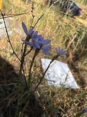 Symphyotrichum adnatum
