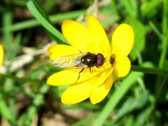Cheilosia bergenstammi