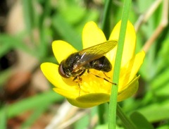 Cheilosia bergenstammi