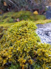 Racomitrium microcarpon