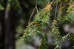 Taxus wallichiana