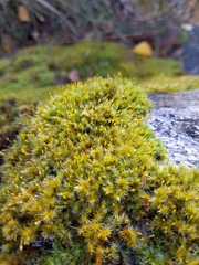 Racomitrium microcarpon