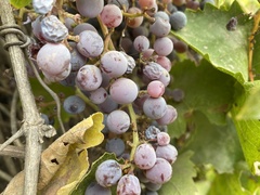 Vitis californica