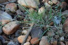 Dactylis glomerata hispanica