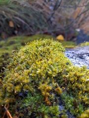 Racomitrium microcarpon