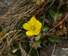 Ranunculoideae