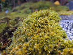 Racomitrium microcarpon