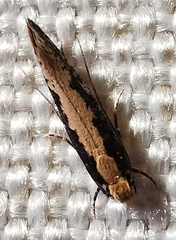 Monopis crocicapitella