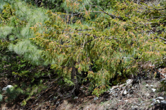 Taxus wallichiana