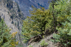 Taxus wallichiana
