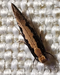 Monopis crocicapitella