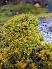 Racomitrium microcarpon