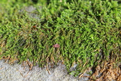 Hygroamblystegium varium