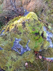 Racomitrium microcarpon