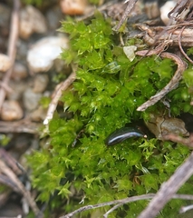 Ptychostomum capillare