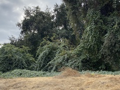 Vitis californica