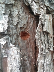 Monochamus titillator