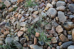 Dactylis glomerata hispanica