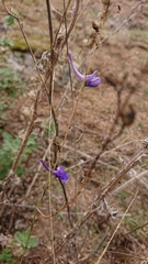Delphinium gracile