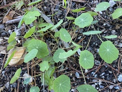 Tropaeolum