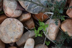 Stellaria media