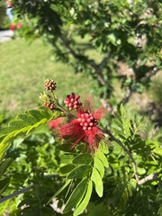 Calliandra tergemina