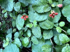 Rhabdothamnus solandri