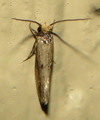 Tinea apicimaculella