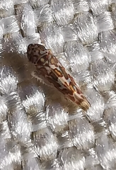 Tautoneura polymitusa