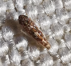 Tautoneura polymitusa