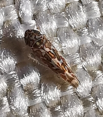 Tautoneura polymitusa