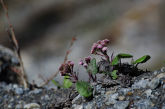 Petasites tricholobus