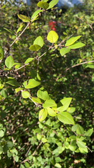 Lonicera fragrantissima