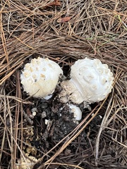 Amanita magniverrucata