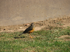 Turdus olivaceus olivaceus