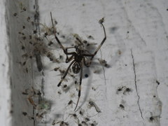 Latrodectus hesperus