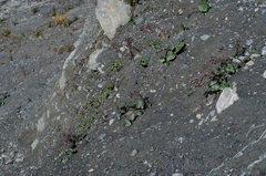 Petasites tricholobus