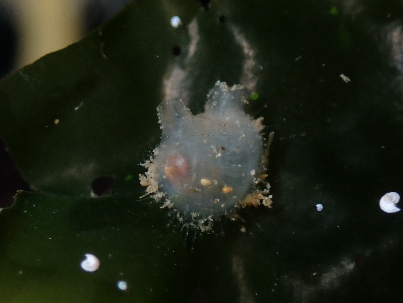 Molgula manhattensis (De Kay, 1843)