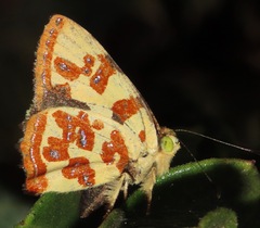 Anteros lectabilis