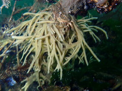 Halichondria bowerbanki