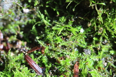 Hygroamblystegium varium