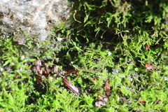Hygroamblystegium varium