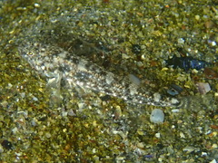 Pomatoschistus marmoratus