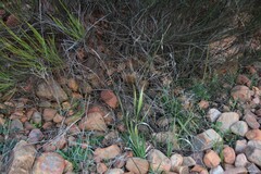 Brachypodium sylvaticum