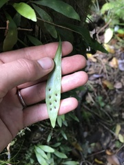 Loxogramme dictyopteris