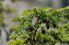 Tsuga dumosa