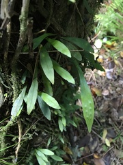 Loxogramme dictyopteris