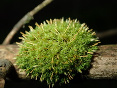 Ulota crispa